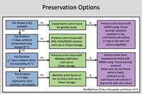 Preservation Options.jpeg