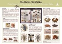 museum, specimens, crustacean, restoration, preparator