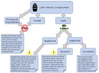 Botanical name flowchart.jpg